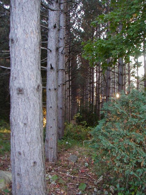 Tree Farm